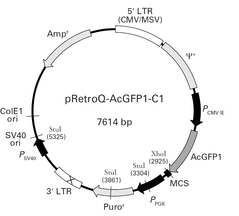 pRetroQ-AcGFP1-C1载体图谱